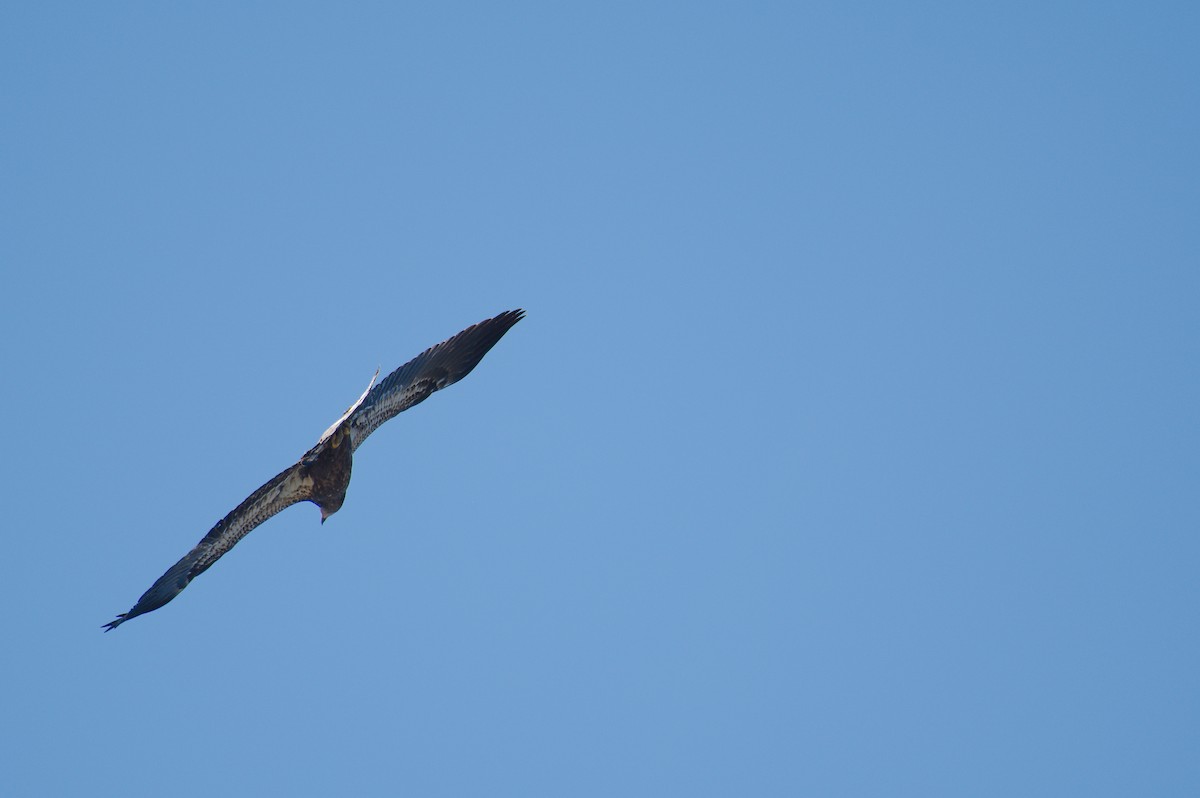 Bald Eagle - ML620072464