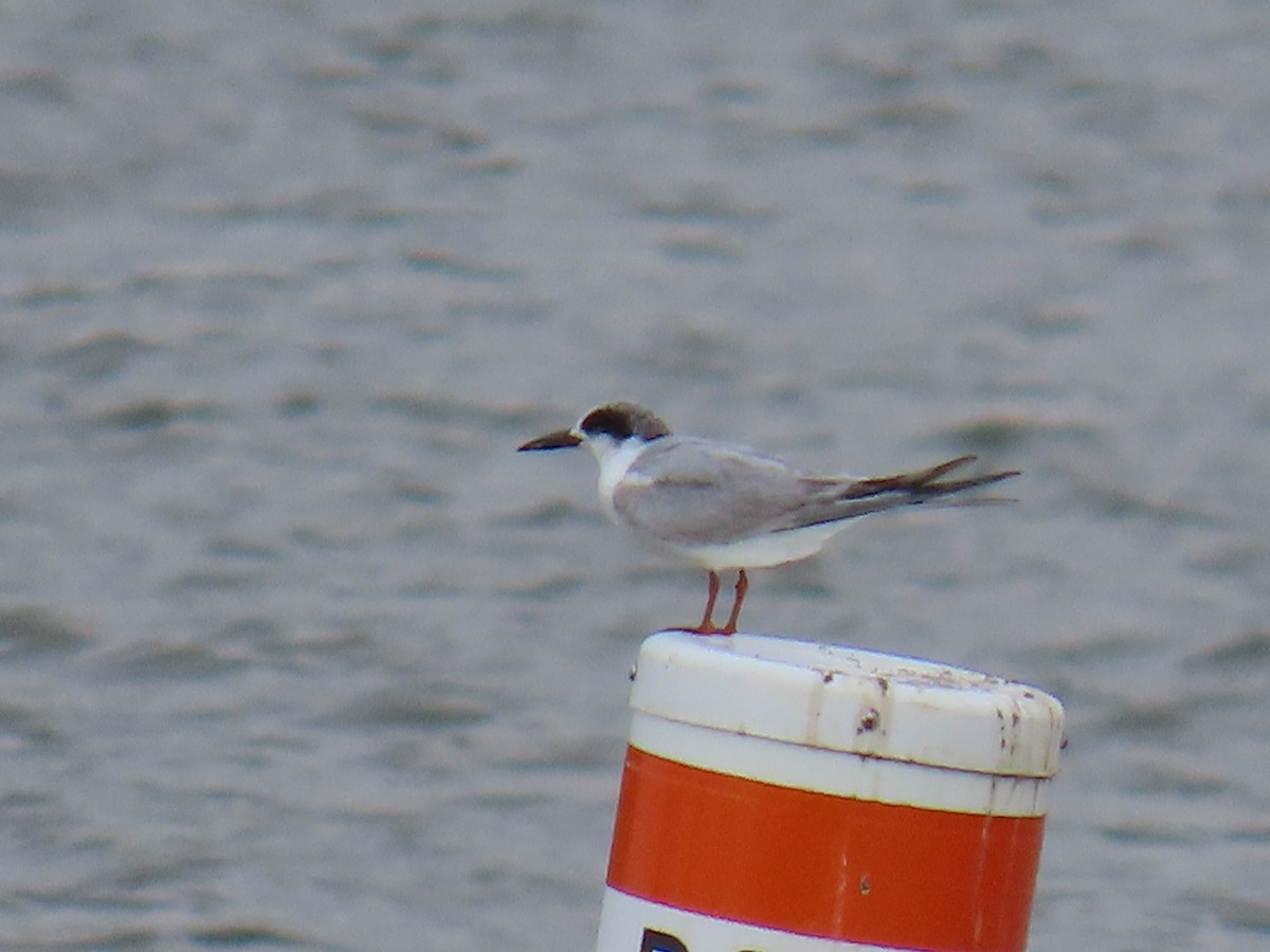 Forster's Tern - ML620072477