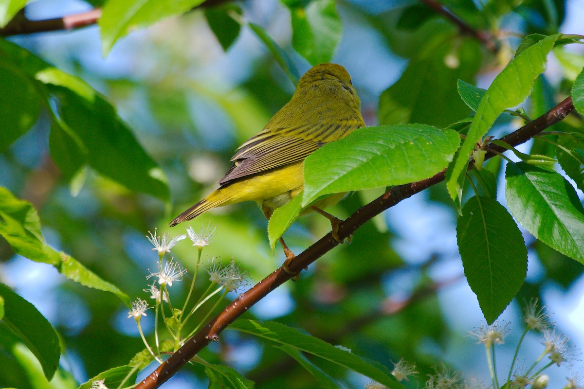 Yellow Warbler - ML620072483