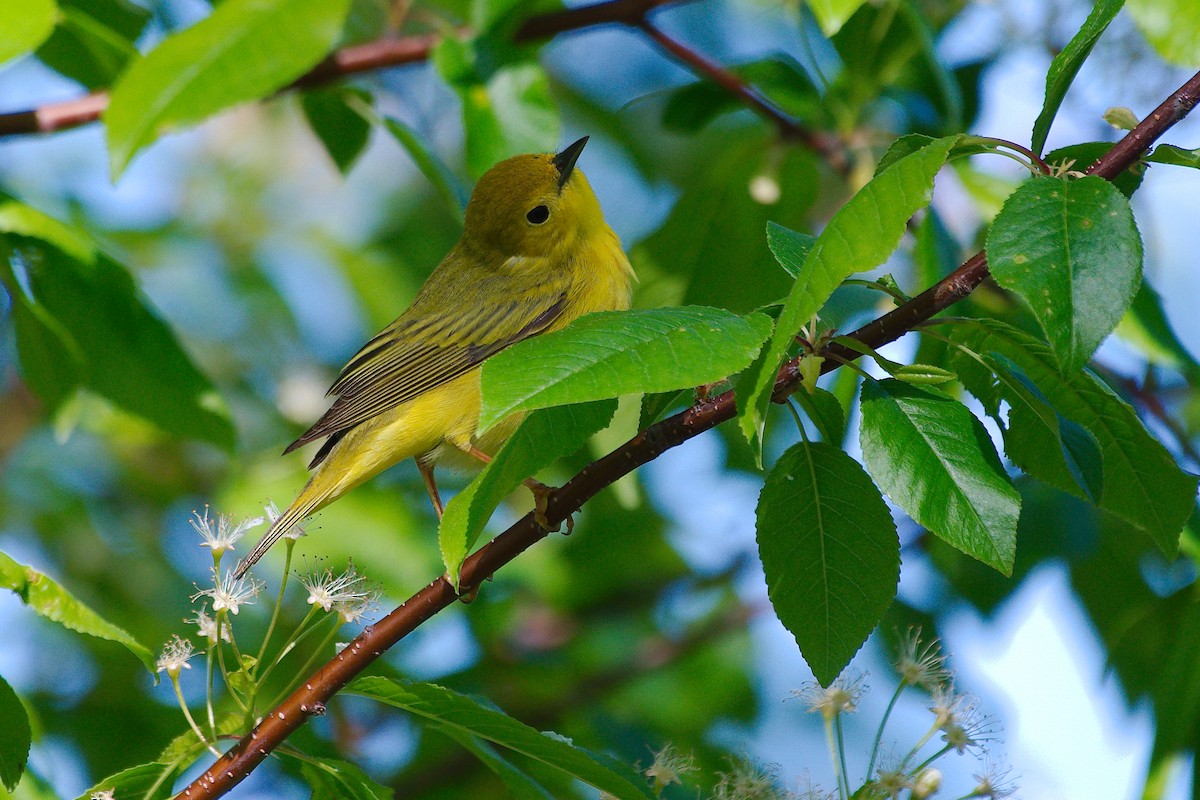 Yellow Warbler - ML620072484