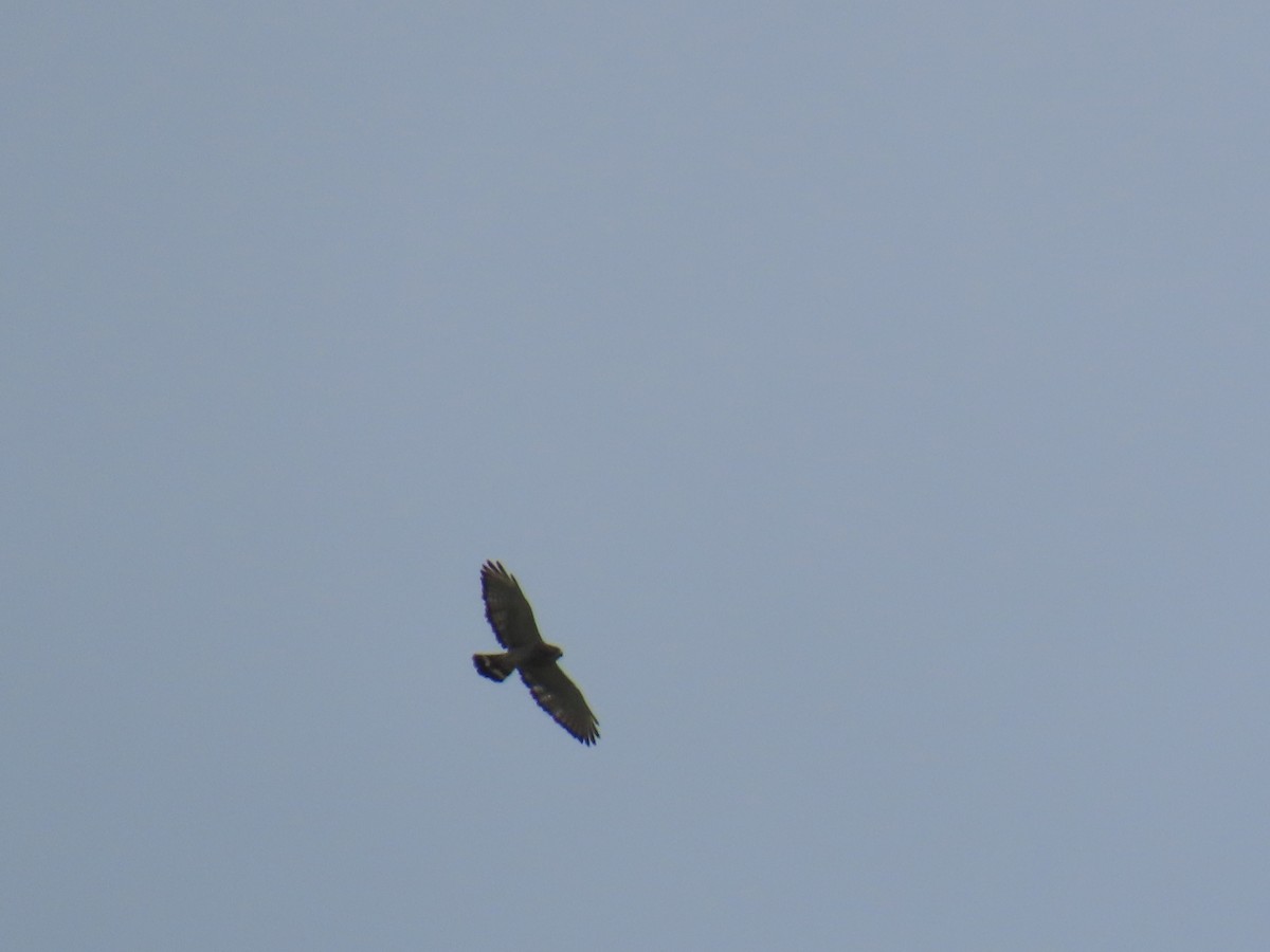 Broad-winged Hawk - ML620072509