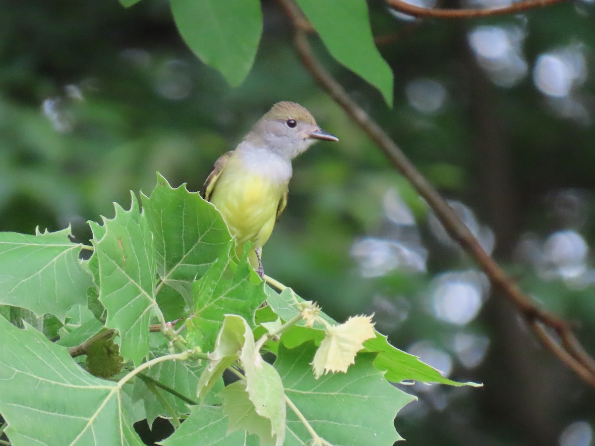 Great Crested Flycatcher - Carl Huffman