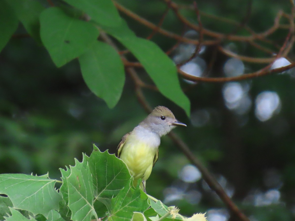 Great Crested Flycatcher - ML620072518
