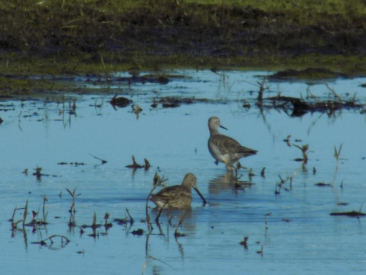 Long-billed Dowitcher - ML620072530