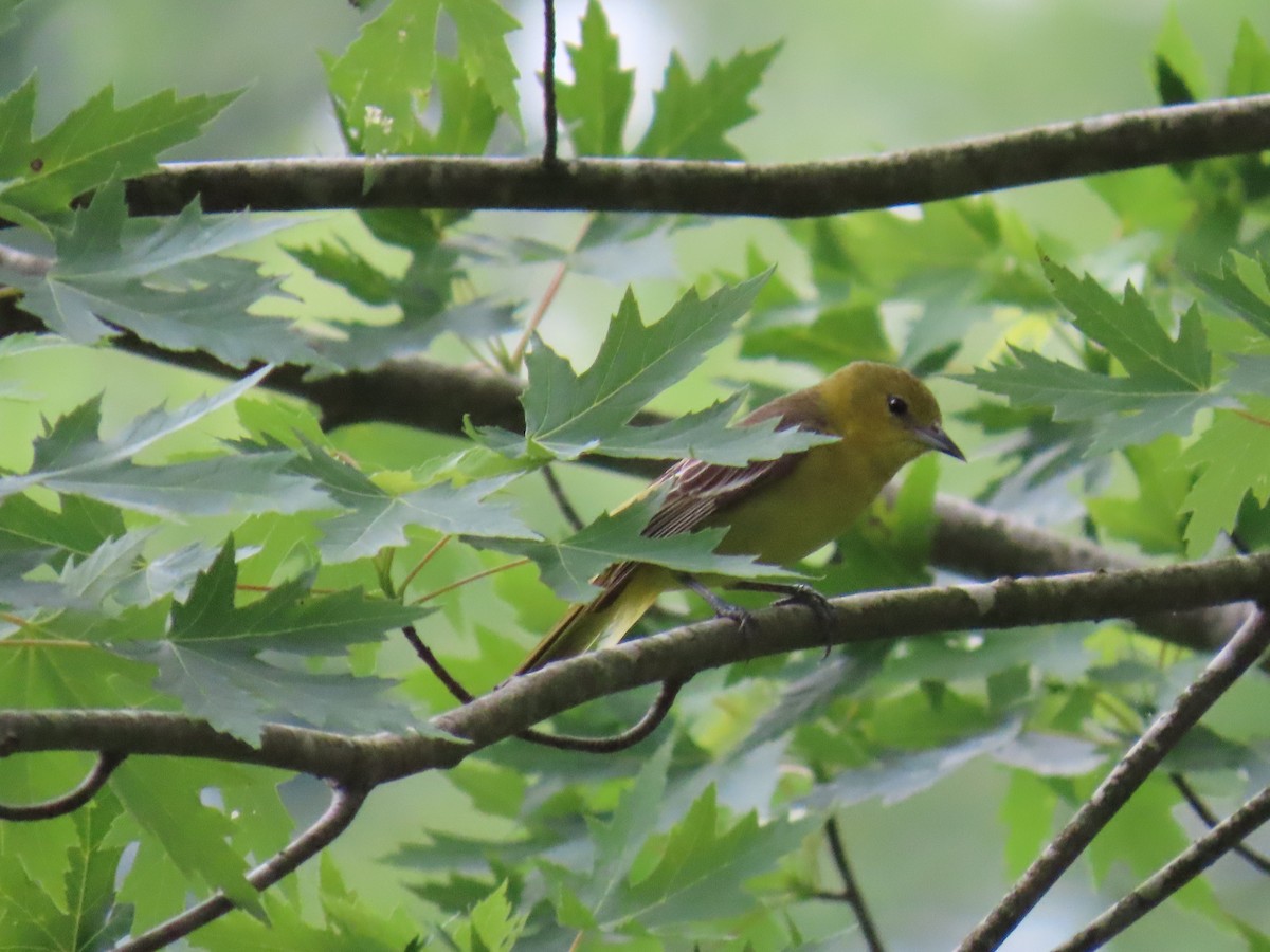 Orchard Oriole - ML620072538