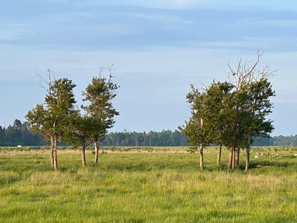 Sharp-tailed Grouse - ML620072540