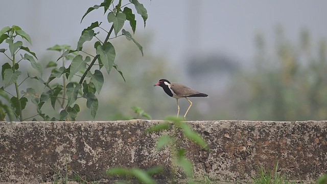 Red-wattled Lapwing - ML620072556