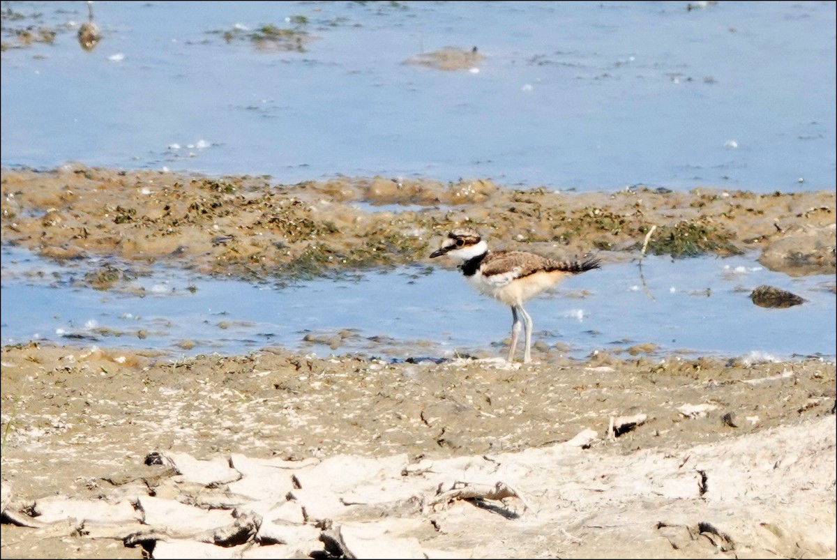 Killdeer - ML620072558