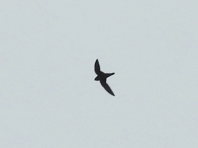 Chestnut-collared Swift - ML620072571