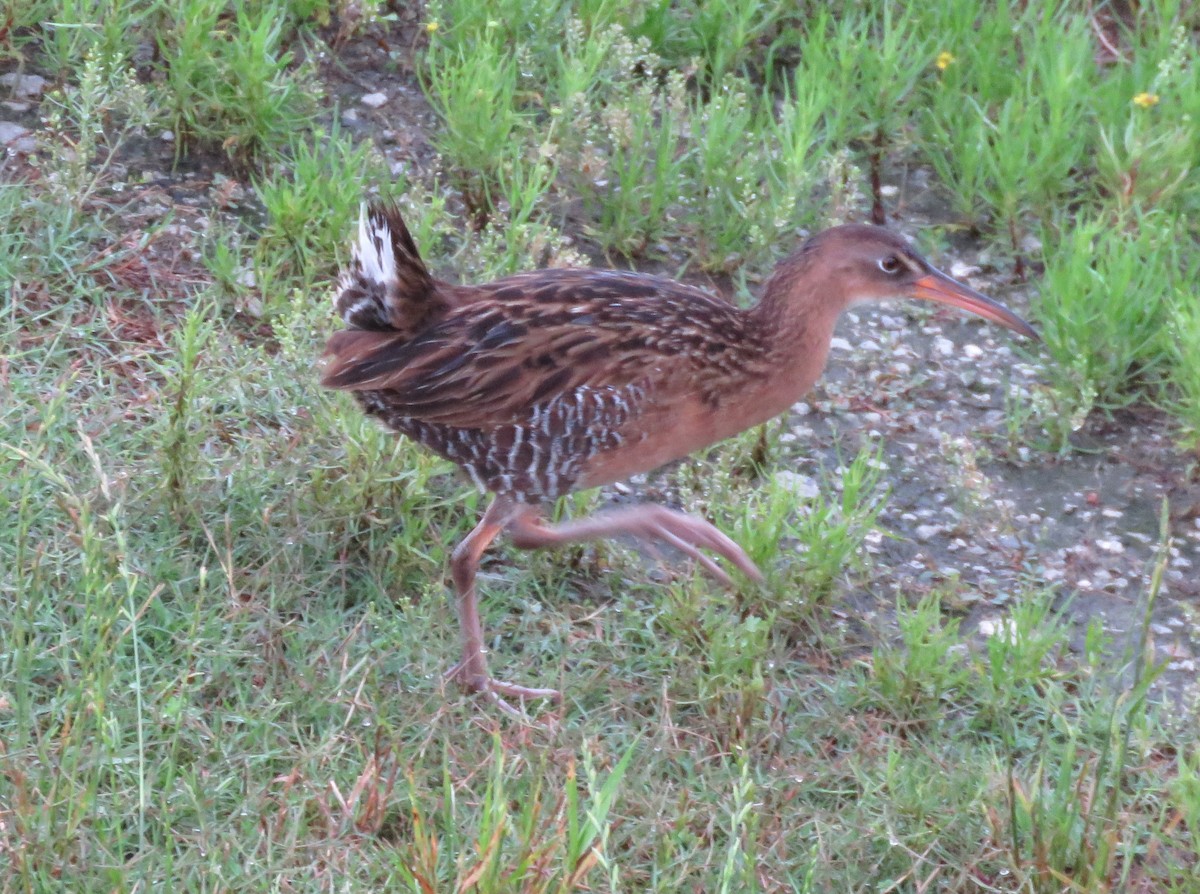 King Rail - ML620072575