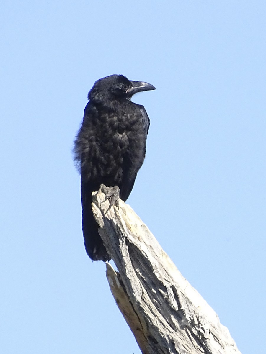 Common Raven - ML620072588