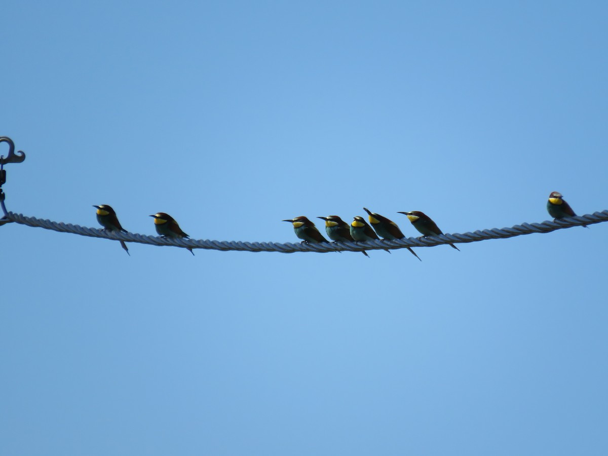 European Bee-eater - ML620072596