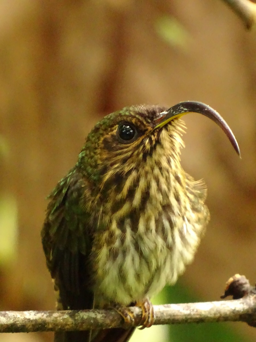 kolibřík orlozobec - ML620072601