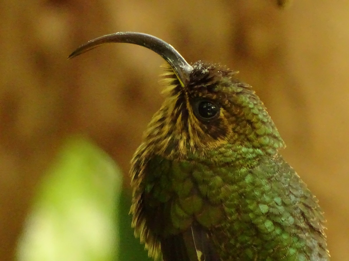 kolibřík orlozobec - ML620072608