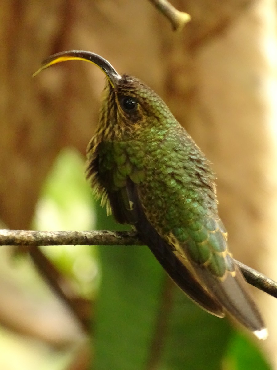 kolibřík orlozobec - ML620072610