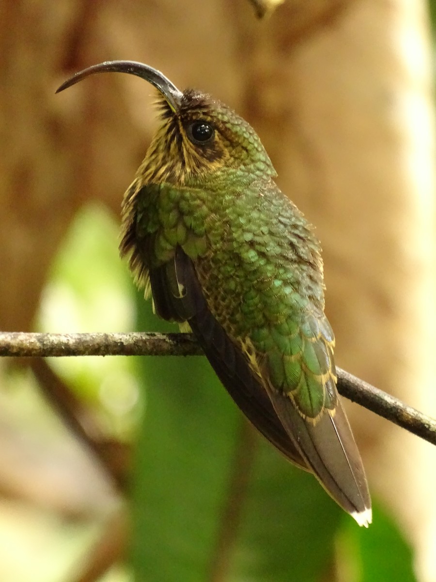 kolibřík orlozobec - ML620072611