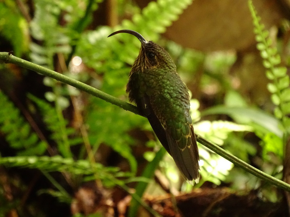 kolibřík orlozobec - ML620072613