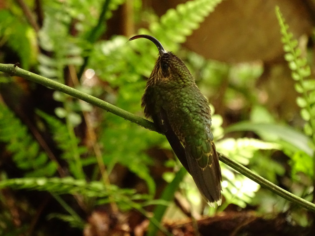 kolibřík orlozobec - ML620072614
