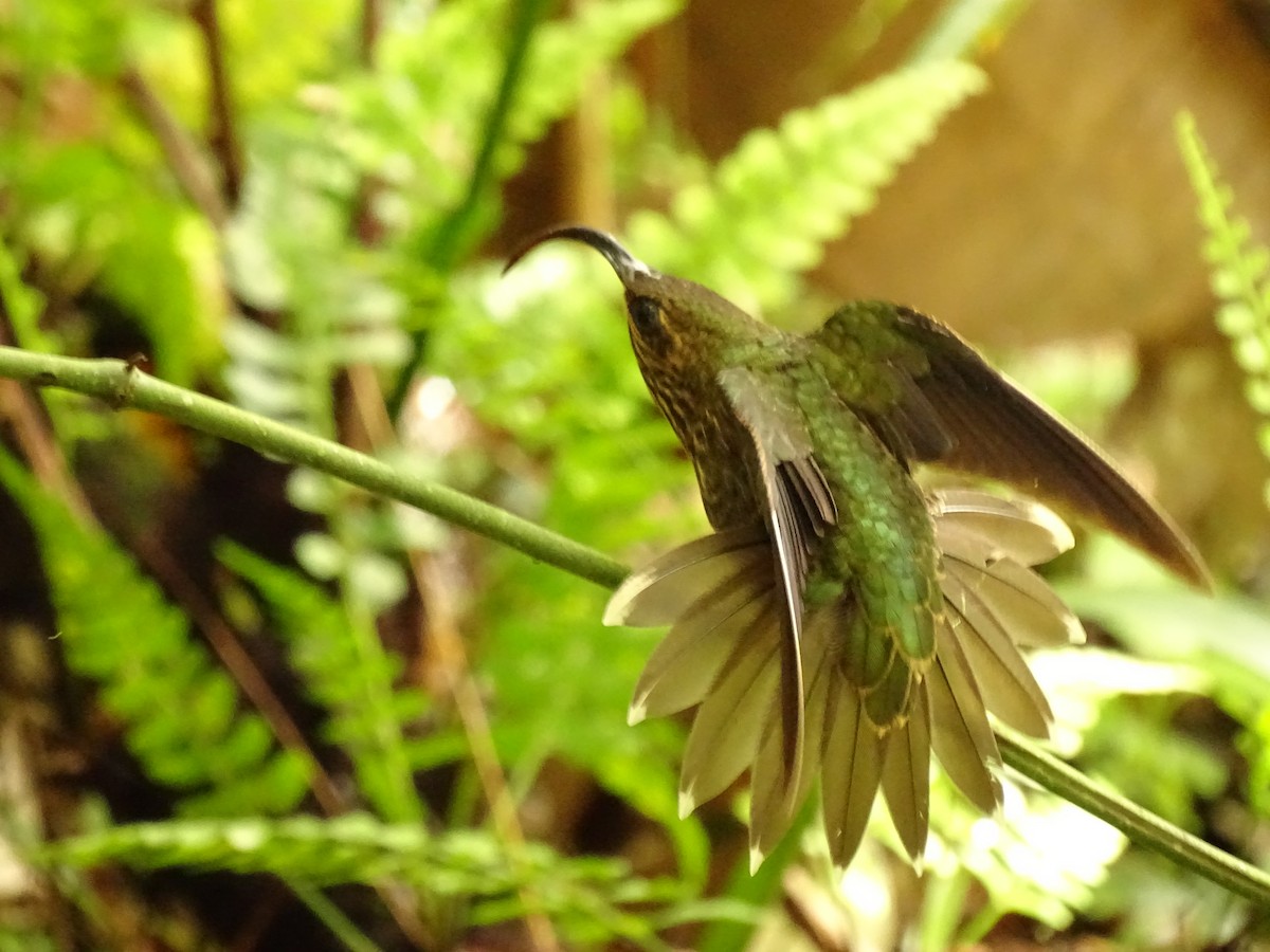 kolibřík orlozobec - ML620072615
