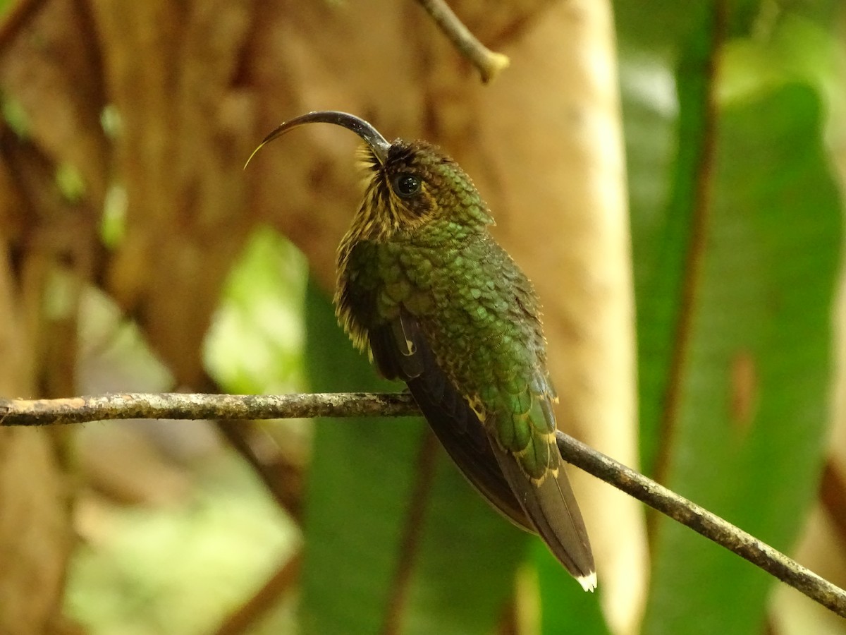 kolibřík orlozobec - ML620072616