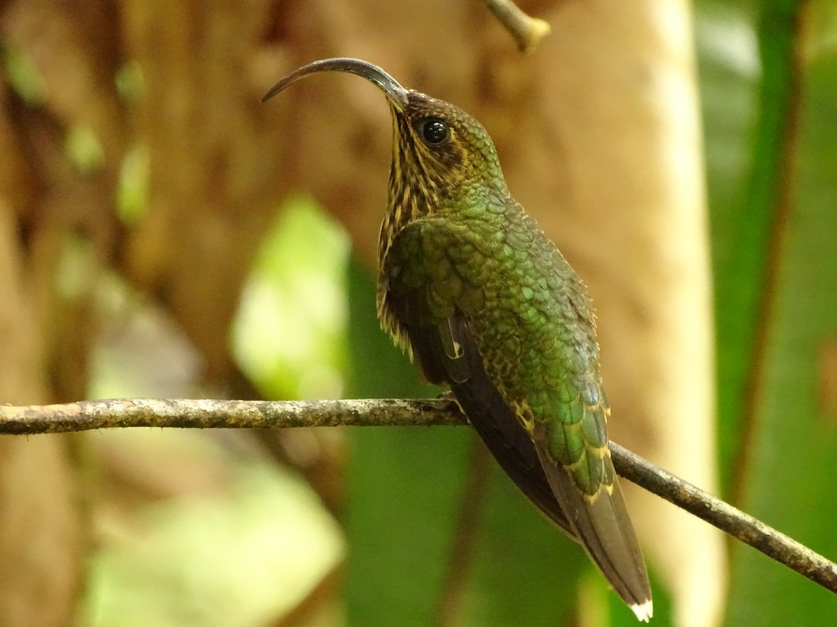 kolibřík orlozobec - ML620072619