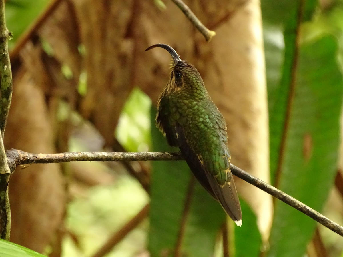 kolibřík orlozobec - ML620072620