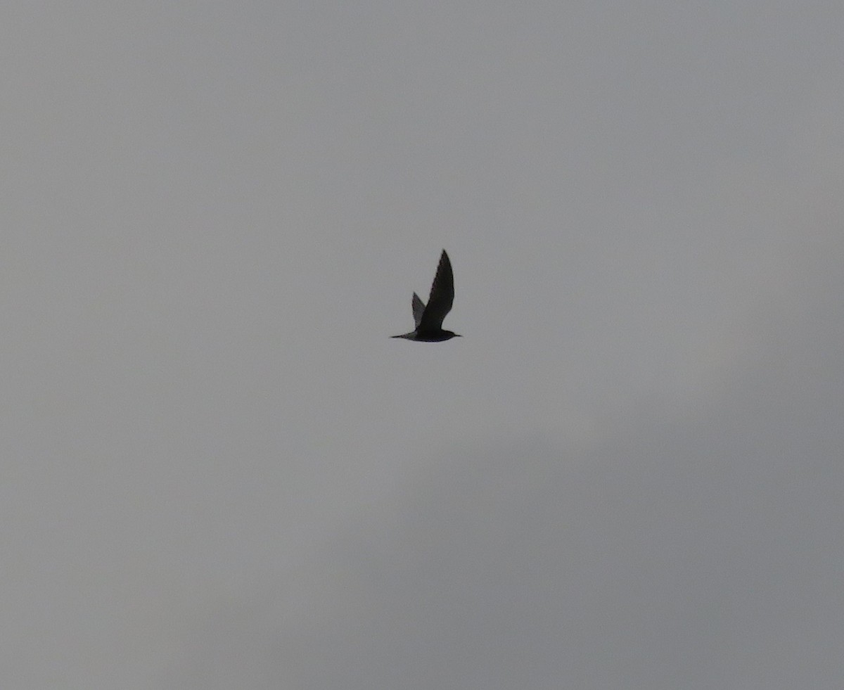 Black Tern - ML620072629