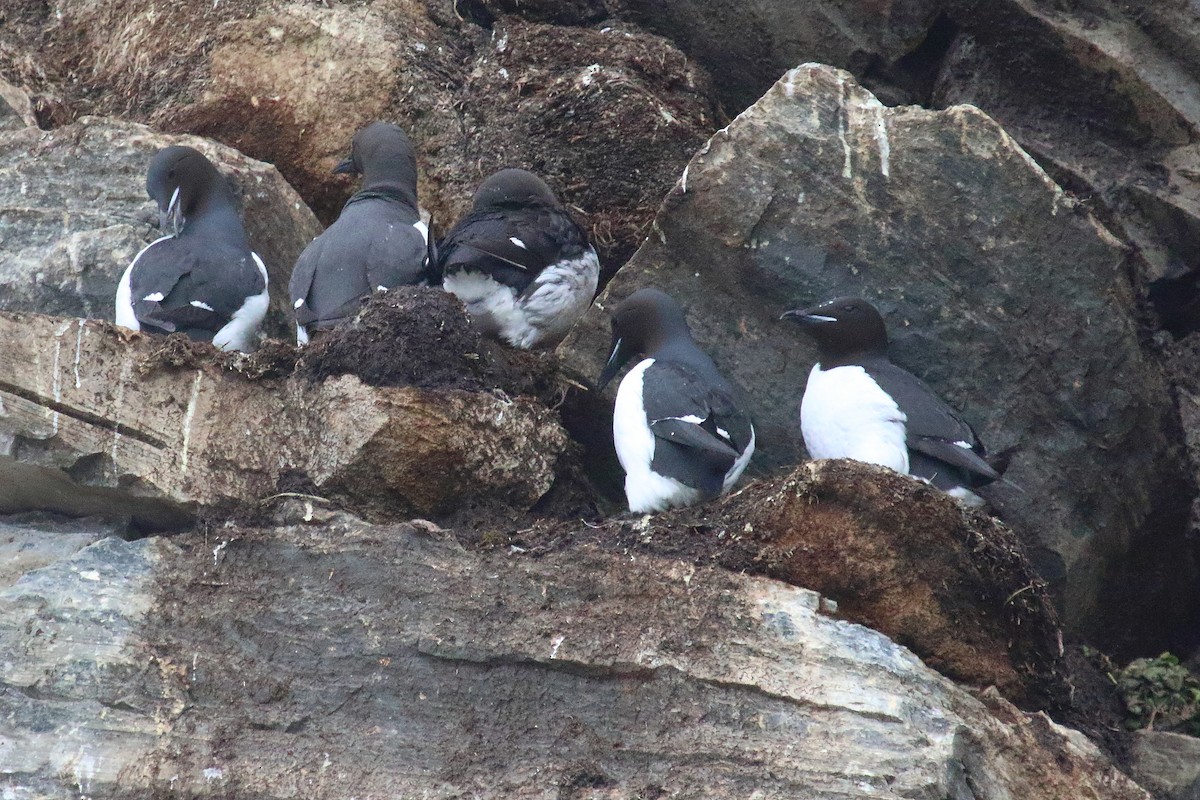Thick-billed Murre - ML620072640