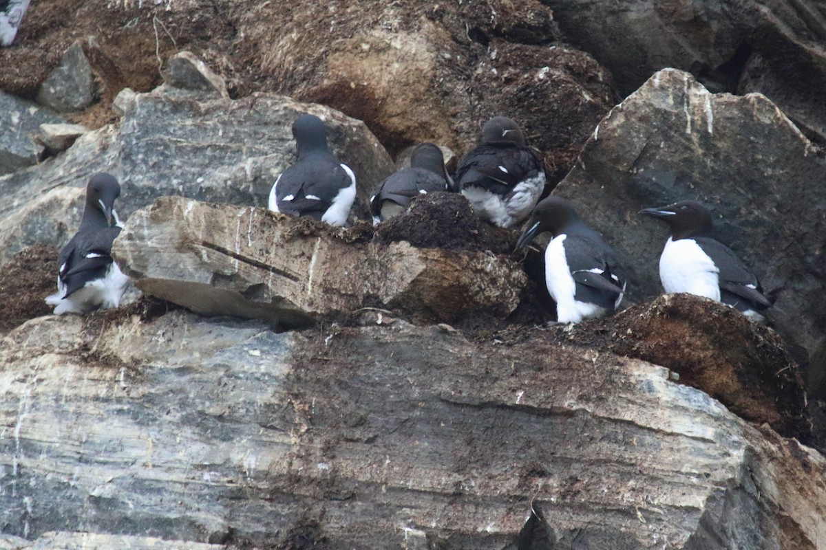 Thick-billed Murre - ML620072641