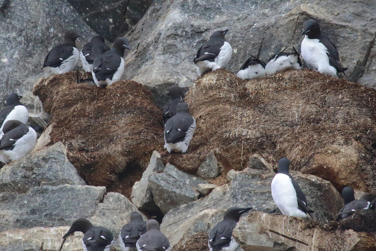 Thick-billed Murre - ML620072642