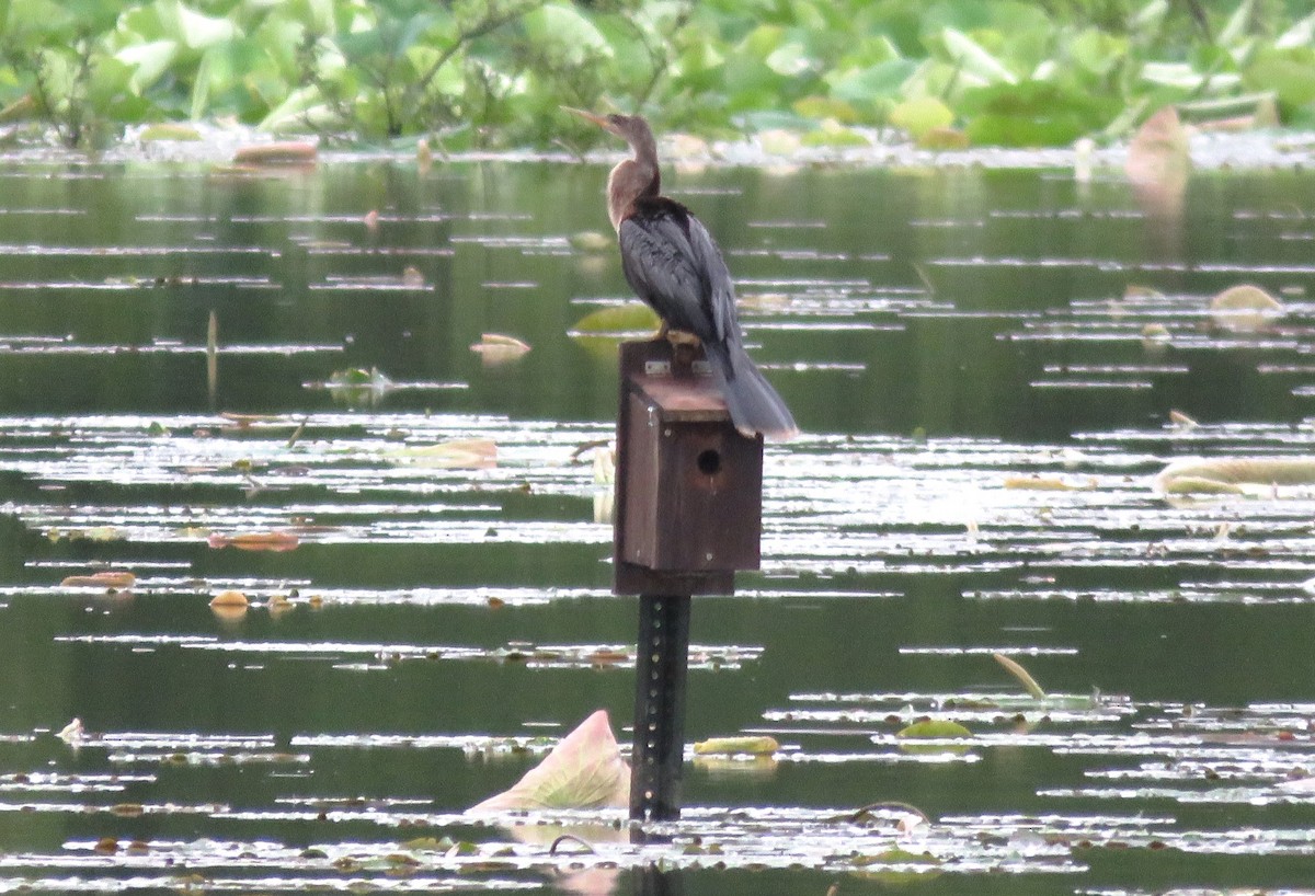 Anhinga Americana - ML620072645