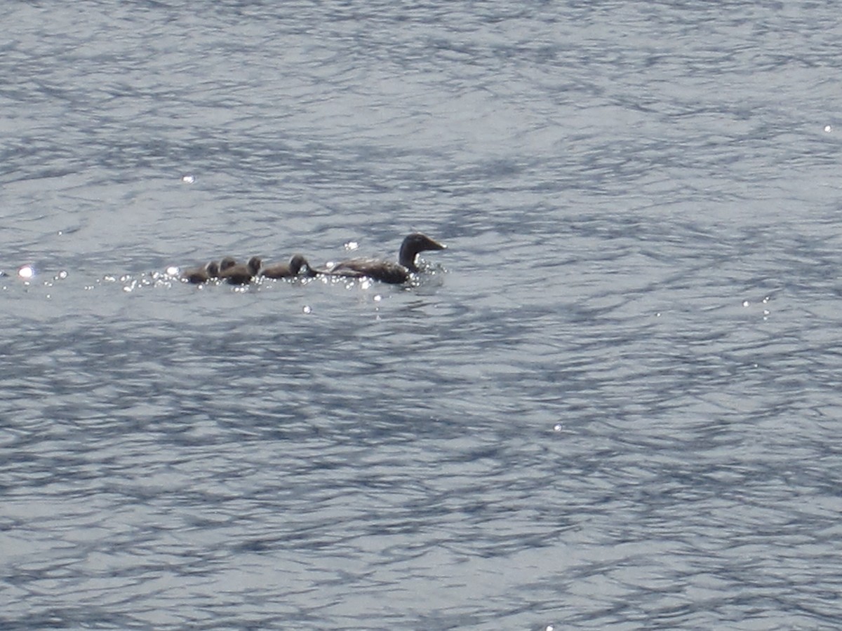 Flying Steamer-Duck - ML620072646