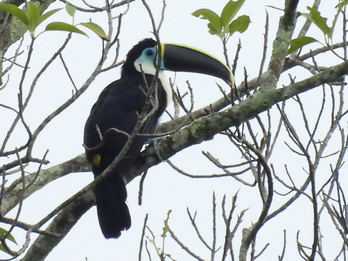 White-throated Toucan - Jhon Carlos Andres Rivera Higuera