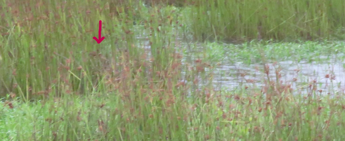 Least Bittern - ML620072657