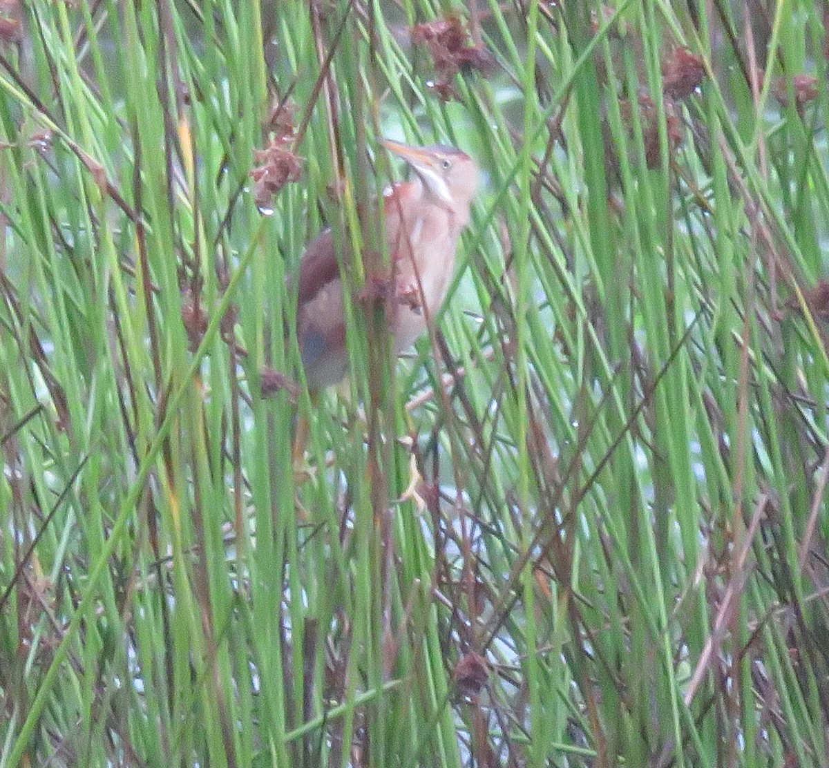 Least Bittern - ML620072659