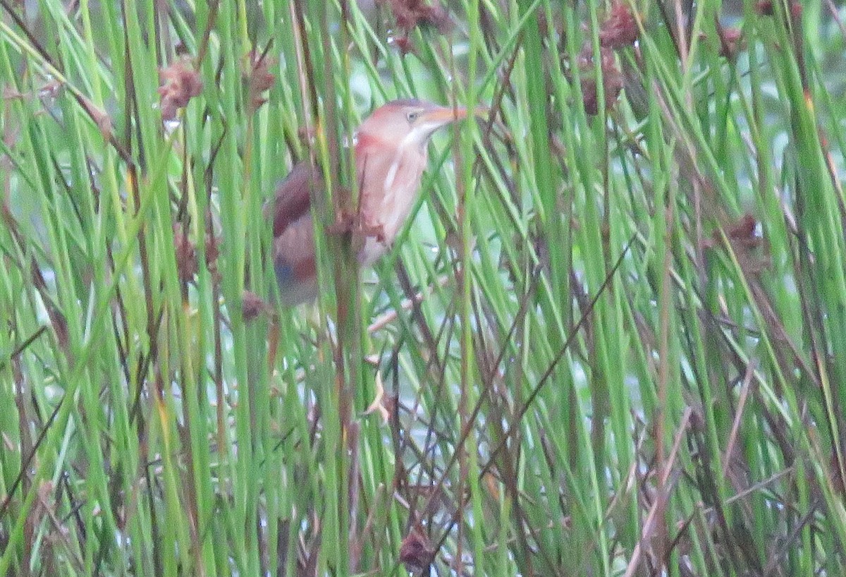 Least Bittern - ML620072661