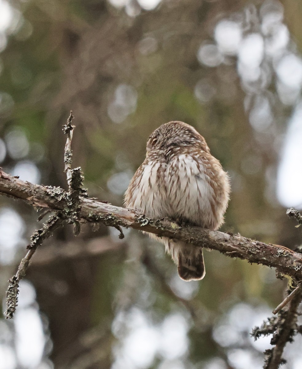 Eurasian Pygmy-Owl - ML620072667