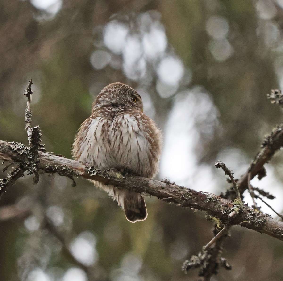 Eurasian Pygmy-Owl - ML620072668