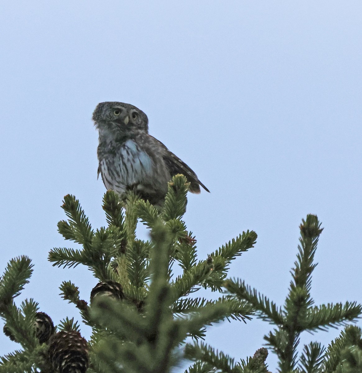 Eurasian Pygmy-Owl - ML620072669
