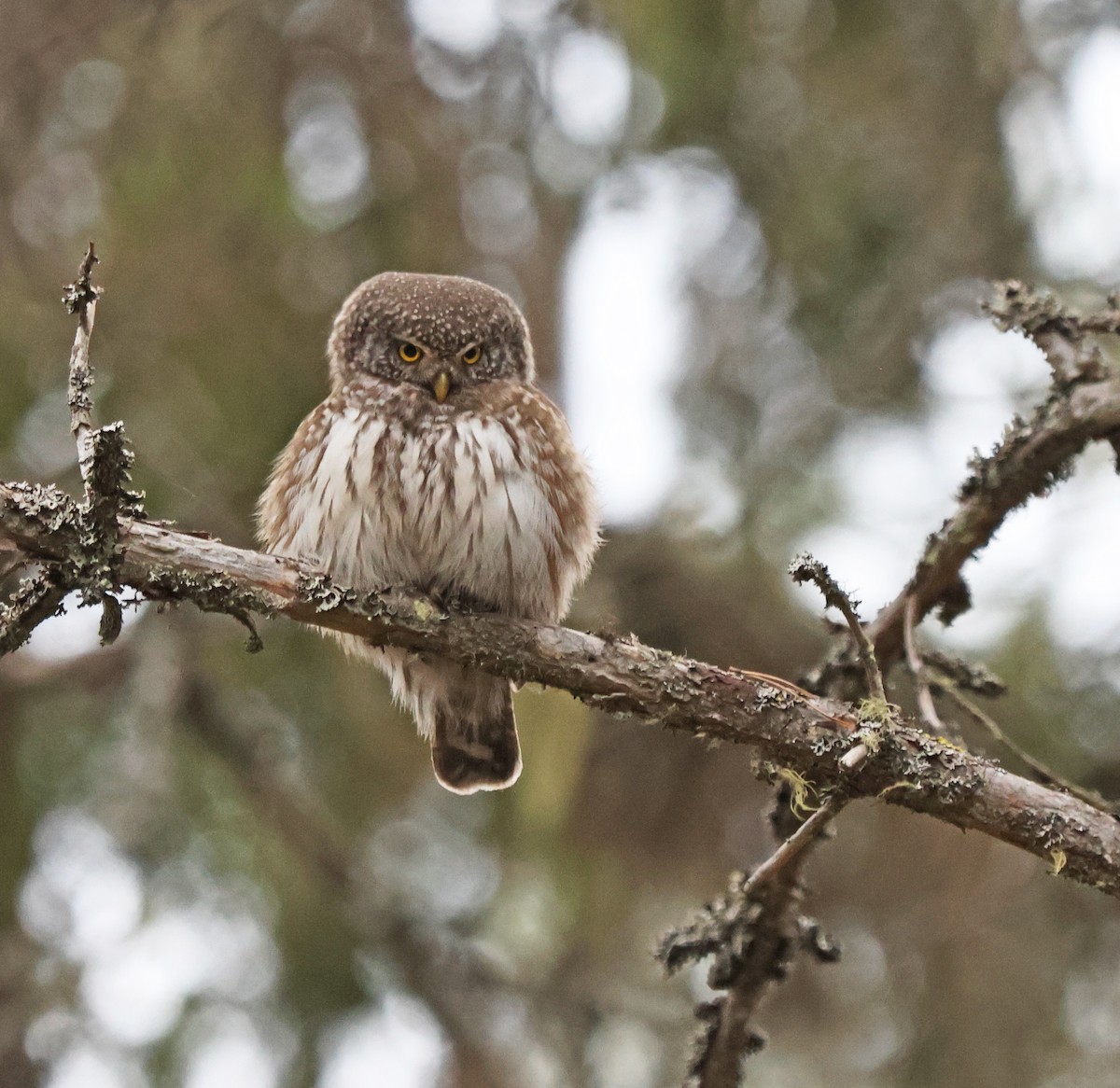 Eurasian Pygmy-Owl - ML620072670