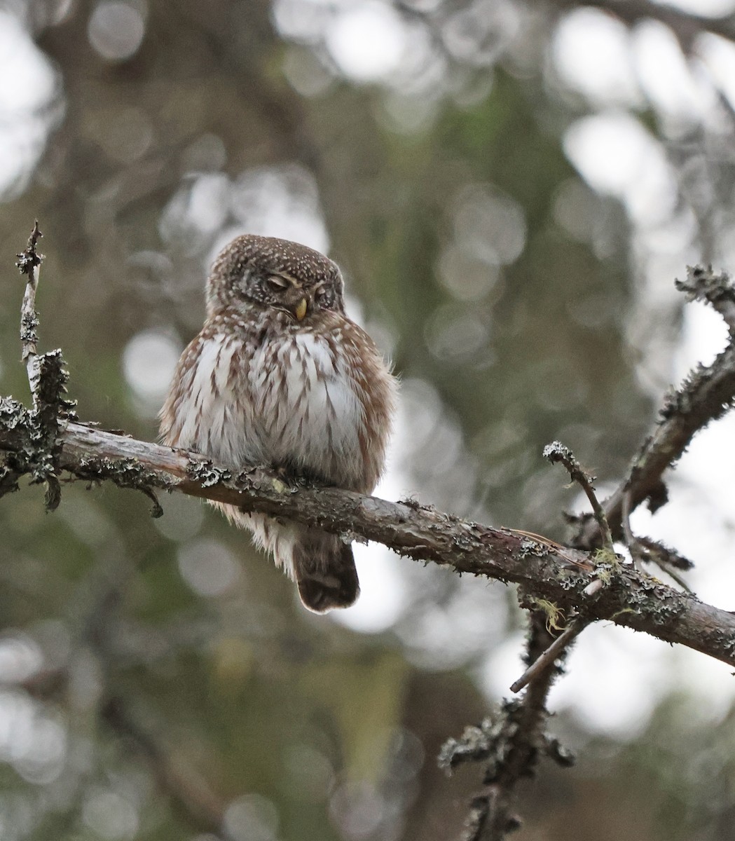 Eurasian Pygmy-Owl - ML620072671