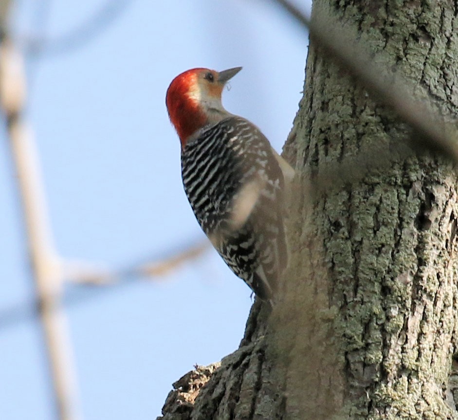Red-bellied Woodpecker - ML620072699