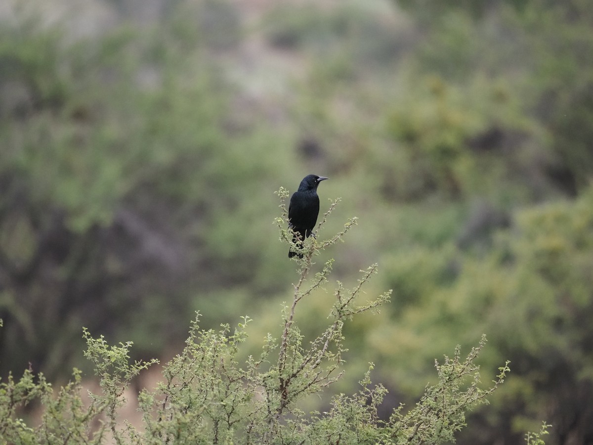 Austral Blackbird - ML620072706
