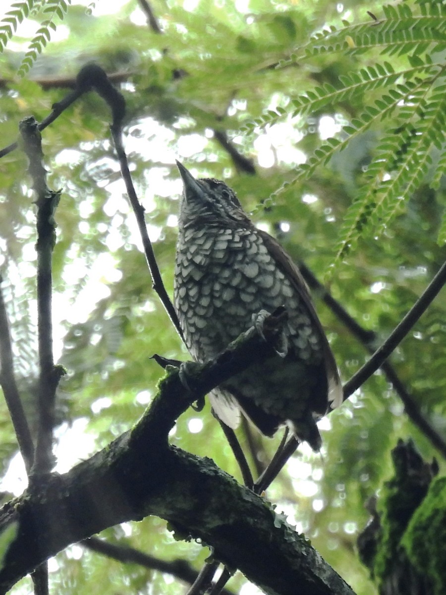 Scaled Piculet - ML620072709