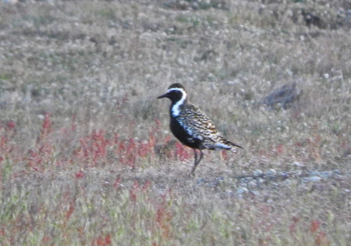 Chorlito Dorado Siberiano - ML620072710