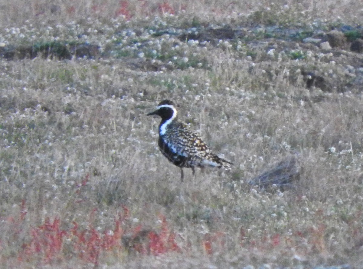 Pacific Golden-Plover - ML620072712