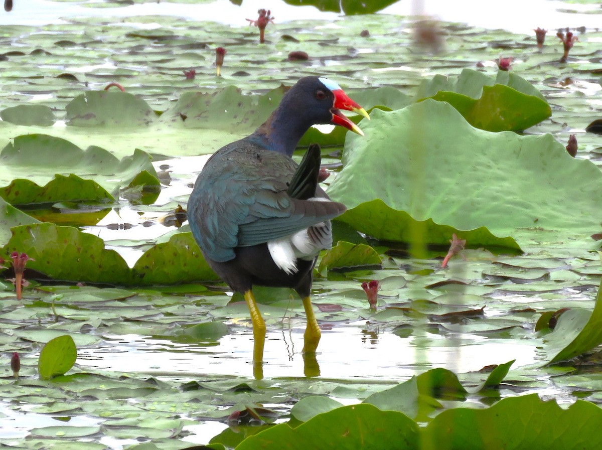 Purple Gallinule - Todd Ballinger