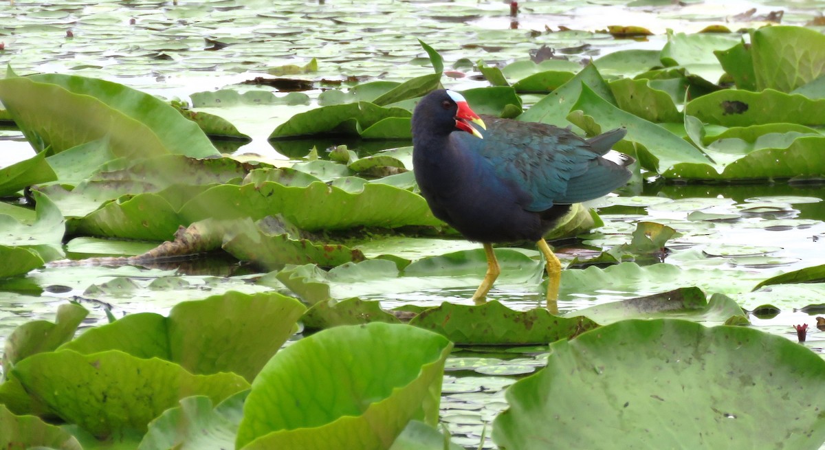 Purple Gallinule - ML620072722