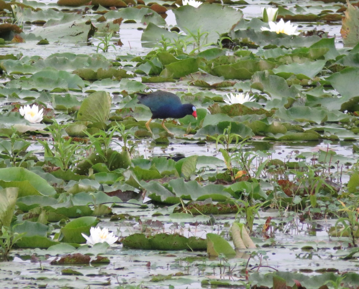 Purple Gallinule - ML620072727