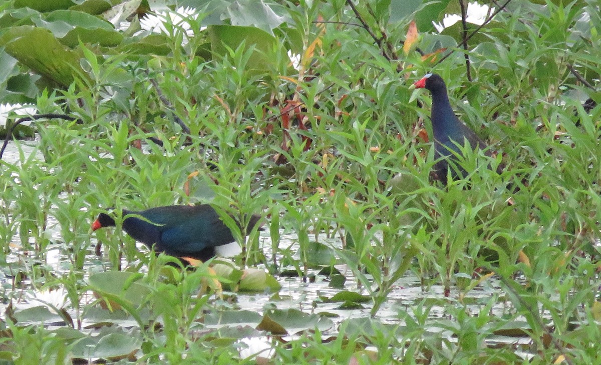 Purple Gallinule - ML620072728